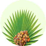 Saw Palmetto