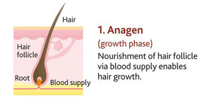 Hair Growth Cycle Chart