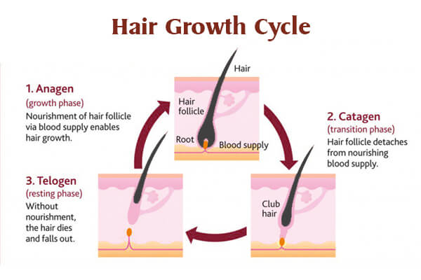 The life cycle of your hair-Hair changes at different stages