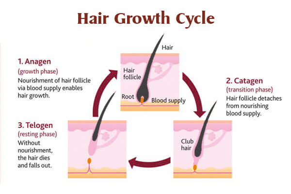 Hair Growth Cycle Chart